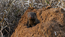 'Dwarf Mongoose' - Photo:(c) 2021 Fauna Graphic Images.