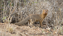 Yellow Mongoose - Photo:(c) 2021 Fauna Graphic Images.