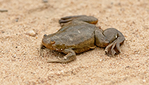 Platanna - Photo:(c) 2021 Fauna Graphic Images.