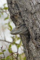 Rock Monitor - Photo:(c) 2021 Fauna Graphic Images.