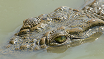 Nile Crocodile - Photo:(c) 2021 Fauna Graphic Images.