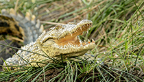 Nile Crocodile - Photo:(c) 2021 Fauna Graphic Images.