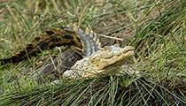 'Nile Crocodile' - Photo:(c) 2021 Fauna Graphic Images.
