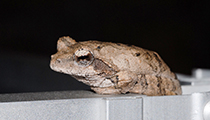 Foam-nest Frog - Photo:(c) 2021 Fauna Graphic Images.