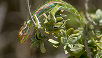 Cape Dwarf Chameleon - Photo:(c) 2021 Fauna Graphic Images.