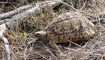 Leopard Tortoise - Photo:(c) 2021 Fauna Graphic Images.