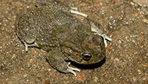 Northern Pygmy Toad - Photo:(c) 2021 Fauna Graphic Images.