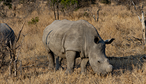 Young Rhino - Photo:(c) 2021 Fauna Graphic Images.