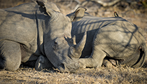 Relaxed - Photo:(c) 2021 Fauna Graphic Images.