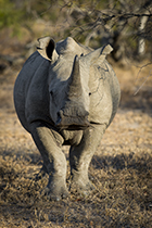 Rhino - Photo:(c) 2021 Fauna Graphic Images.