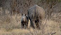 Mum and baby. - Photo:(c) 2021 Fauna Graphic Images.