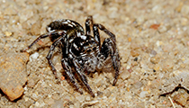 Jumping Spider ... Salticidae - Photo:(c) 2021 Fauna Graphic Images.