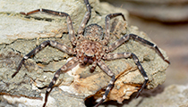 'Flattie' ... Selenops sp. - Photo:(c) 2021 Fauna Graphic Images.