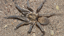 Baboon Spider ... Harpactira sp. ? - Photo:(c) 2021 Fauna Graphic Images.