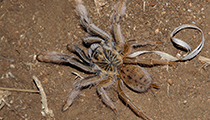 Baboon Spider ... Harpacterella sp. ?lighfootii - Photo:(c) 2021 Fauna Graphic Images.