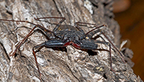 Tailless Whip Scorpion ... Amblypygi - Photo:(c) 2021 Fauna Graphic Images.