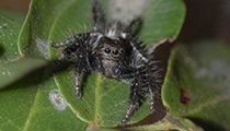 Jumping Spider ... Salticidae - Photo:(c) 2021 Fauna Graphic Images.