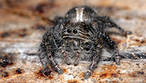 Jumping Spider ... Salticidae - Photo:(c) 2021 Fauna Graphic Images.