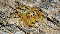 Jumping Spider ... Salticidae - Photo:(c) 2021 Fauna Graphic Images.