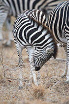 Baby Zebra - Photo:(c) 2021 Fauna Graphic Images.