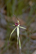 Arachnorchis australis - Photo:(c) 2021 Fauna Graphic Images.