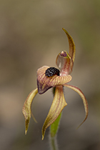 Arachnorchis cardiochila - Photo:(c) 2021 Fauna Graphic Images.