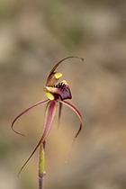 Arachnorchis clavigera - Photo:(c) 2021 Fauna Graphic Images.