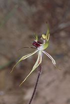 Arachnorchis phaeoclava - Photo:(c) 2021 Fauna Graphic Images.