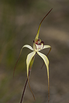 Arachnorchis venusta - Photo:(c) 2021 Fauna Graphic Images.