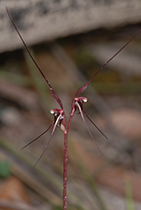 Acianthus caudatus - Photo:(c) 2021 Fauna Graphic Images.