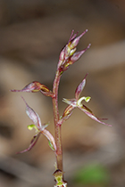 Acianthus pusillus - Photo:(c) 2021 Fauna Graphic Images.