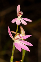 Caladenia carnea - Photo:(c) 2021 Fauna Graphic Images.