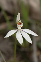 Caladenia catenata - Photo:(c) 2021 Fauna Graphic Images.