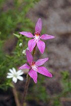 Caladenia latifolia - Photo:(c) 2021 Fauna Graphic Images.