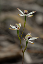 Caladenia moschata - Photo:(c) 2021 Fauna Graphic Images.