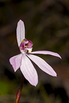 Caladenia ornata - Photo:(c) 2021 Fauna Graphic Images.