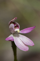 Caladenia pumila - Photo:(c) 2021 Fauna Graphic Images.