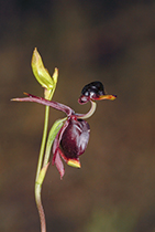 Caleana major - Photo:(c) 2021 Fauna Graphic Images.