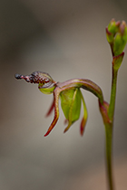 Paracaleana minor - Photo:(c) 2021 Fauna Graphic Images.