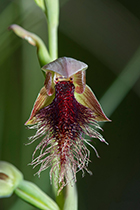 Calochilus robertsonii - Photo:(c) 2021 Fauna Graphic Images.