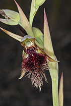Calochilus paludosus - Photo:(c) 2021 Fauna Graphic Images.