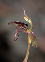 Chiloglottis reflexa - Photo:(c) 2021 Fauna Graphic Images.