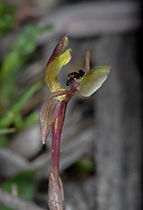 Chiloglottis trapeziformis - Photo:(c) 2021 Fauna Graphic Images.