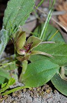 Chiloglottis valida - Photo:(c) 2021 Fauna Graphic Images.