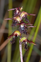 Corunatsylis morrisii- Photo:(c) 2021 Fauna Graphic Images.