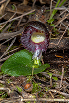 Corybas diemenicus - Photo:(c) 2021 Fauna Graphic Images.