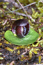 Corybas incrvus - Photo:(c) 2021 Fauna Graphic Images.