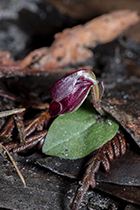 Corybas unguiculatus - Photo:(c) 2021 Fauna Graphic Images.