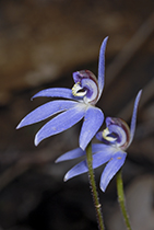 Cyanicula caerulea - Photo:(c) 2021 Fauna Graphic Images.