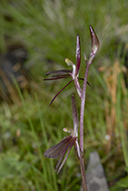 Cyrtostylis reniformis - Photo:(c) 2021 Fauna Graphic Images.